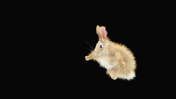 Rabbit Dancing HD alt