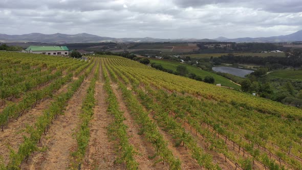 Drone Above View of Scenic Rows of Vineyard on a Hillside at Stellenbosch