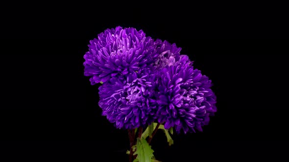 Beautiful Violet Aster Flowers Opening alt