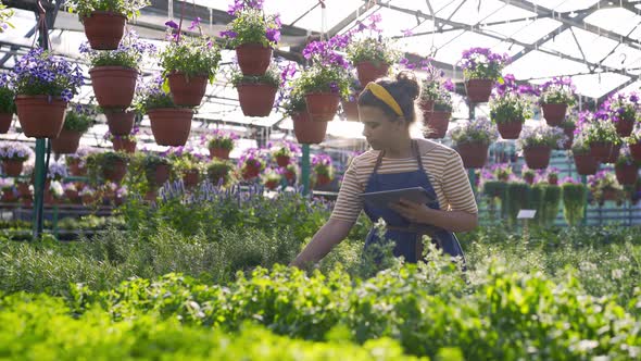 Gardener with Tablet Takes Fresh Spice Herbs in Pot