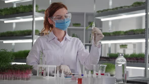 Genetically Modified Laboratory Female Scientist Biologist in Medical Mask Drips Reagent Into Test alt