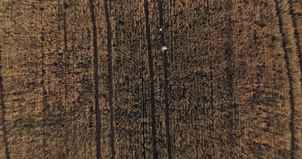 Large Wheat Field