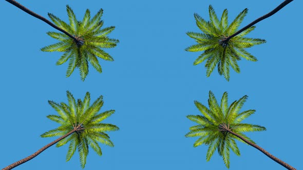 Palm Trees Passing By Under Sunny Blue Skies alt