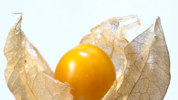 Physalis