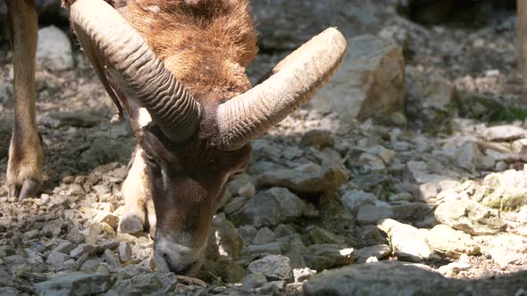 Close up shot of wild ram or European Mouflon with gigantic horns foraging on rocky ground in summer alt