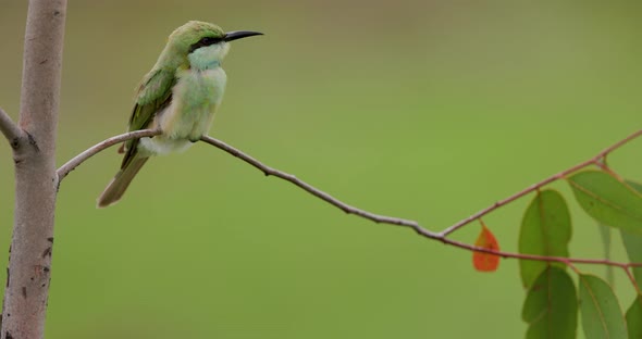 Juvenile Small green bee eater sits as its feathers are Blowing in the wind on a monsoon morning alt