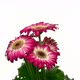Rotating pink-white gerbera, seamless loop - VideoHive Item for Sale