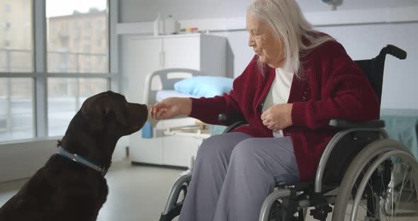 Old Sick Woman in Wheelchair Playing with Dog in Hospital Ward alt
