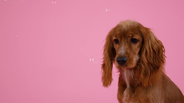 English Cocker Spaniel Sits in the Studio on a Pink Background alt