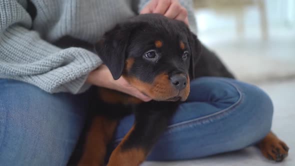 Rottweiler Puppy Resting in Woman Hands alt