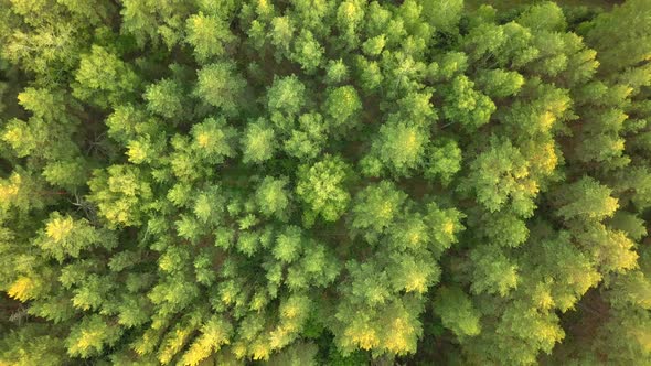 Forest From Above