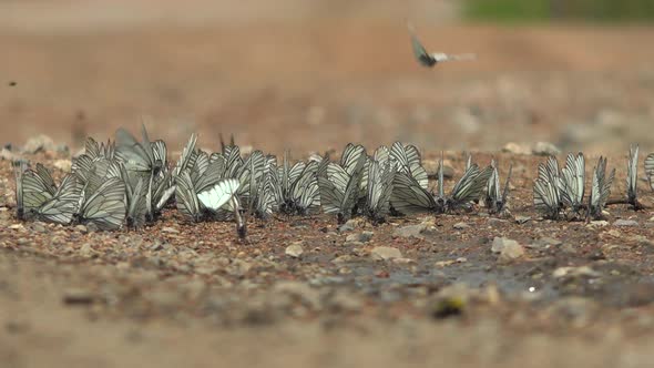 Large Flock of Aporia Crataegi Butterflies and Black-Veined White Butterfly on Ground Surface alt