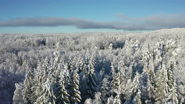 Flying Above Epic Snow Covered Forest in Cold Winter Landscape