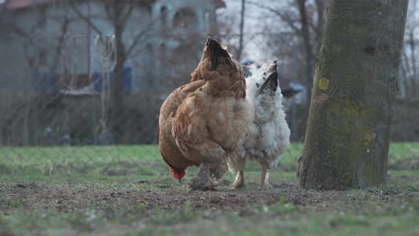 Domestic Chickens Graze on the Green Grass of the Country House
