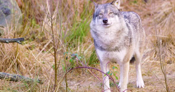 One Grey Wolf Standing and Smells in Grass