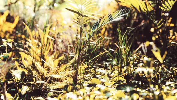 Close Up Tropical Nature Green Leafs and Grass alt
