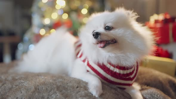 cute little white pomeranian dog wear sweater winter clothsit relax casual tonge out