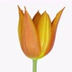 Time-lapse of opening orange tulip flower - VideoHive Item for Sale