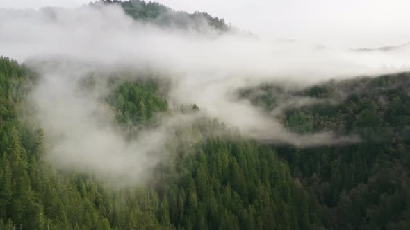 Drone Footage of the Endless Dense Forest Covered in Thick White Clouds