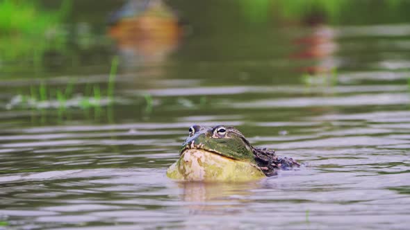 Big African Bullfrog Expanding Throat In A Puddle In Central Kalahari Game Reserve, Botswana. - Clos alt