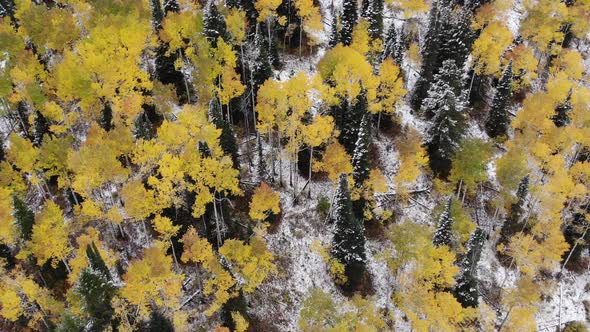 Beautiful yellow aspen trees at the transition from fall to winter in Big Cottonwood Canyon, Utah. alt