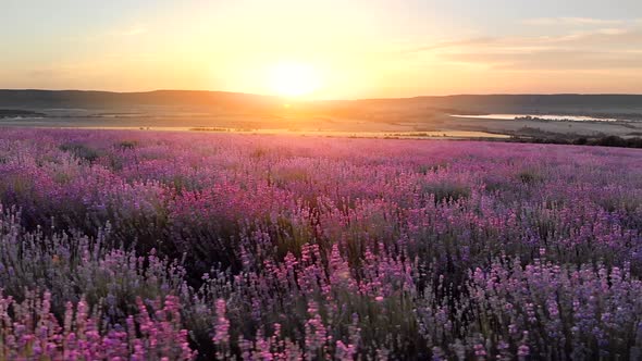 Flight Over Big Hill of Lavender Meadow at Sunset