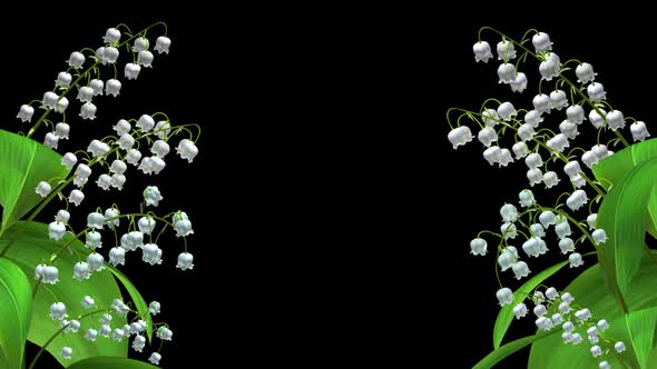 Lily Of The Valley - Blooming Flowers - Windy Gate In & Out - Alpha Channel