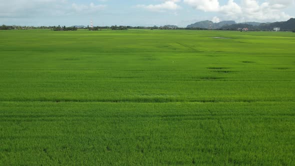 The Paddy Rice Fields of Kedah and Perlis, Malaysia alt