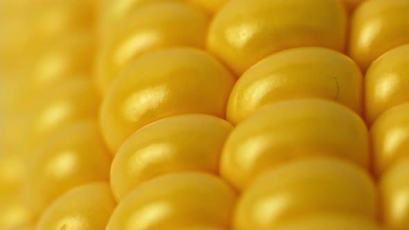 Cobs of sweet corn close up, sliding shot. Yellow sweet corn close-up macro. alt