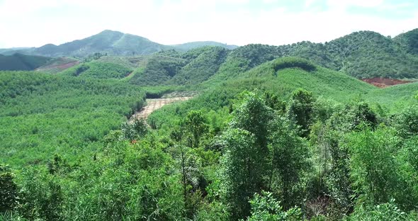 Mountain And Tree In Lam Dong Viet Nam