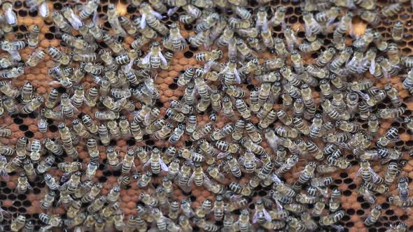 Swarm Of Bees In The Hive