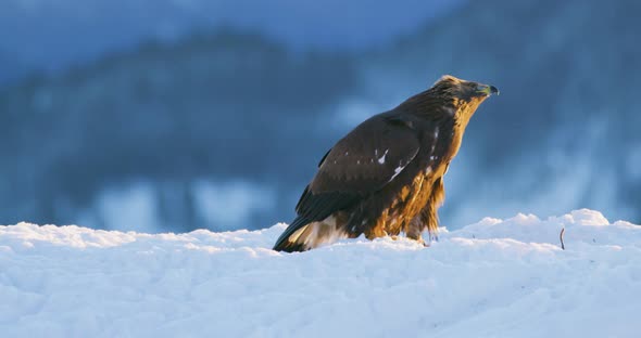 Brutal Fight Between Two Eagles Over Food in the Mountains at Winter