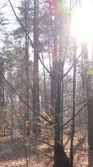 Vertical Video Forest in Autumn Aerial View Slow Motion alt