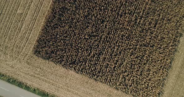 Combine Harvester Harvesting Corn Aerial Drone Shot Agriculture