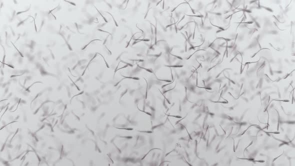 various forms of life in a drop of water. the simulation of the protozoan organism has loop alt