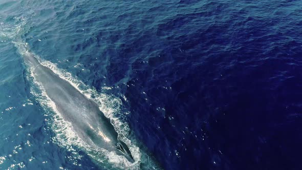 Drone Shot Of Blue Whale In The Water Blow Hole