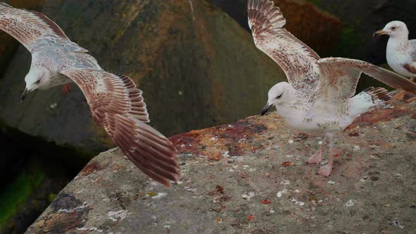 Seagulls standing on the beach on rocks alt