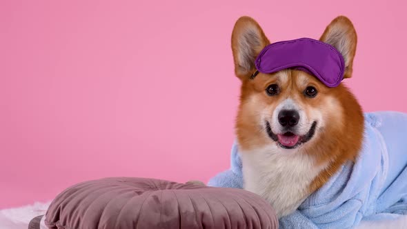 Pembroke Welsh Corgi Lies on a White Blanket Next To a Pillow in the Studio on a Pink Background alt
