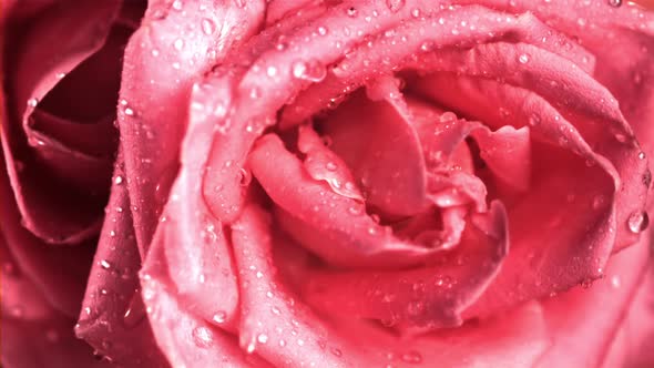 Super Slow Motion with Rose Petals Drains Water alt