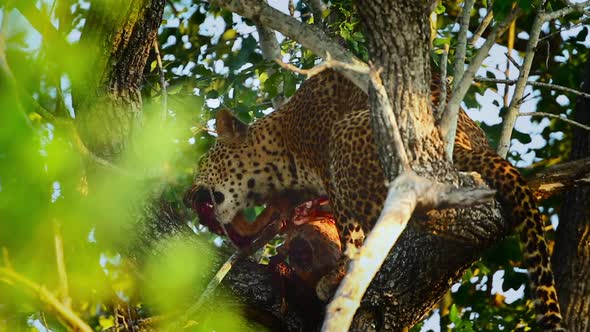 Leopard in Kruger National park, South Africa alt