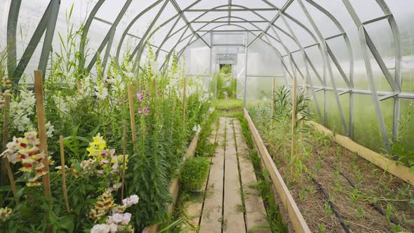 Motion Along Board Path Across Greenhouse Past Flowers