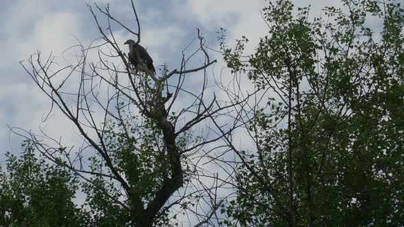 Whitetailed Eagle Haliaeetus Albicilla Bird Flying in Nature