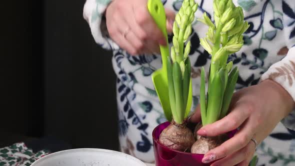 A Woman Adds Soil To A Pot Of Transplanted Primroses. Bulbs And Buds Are Visible. Close Up. alt