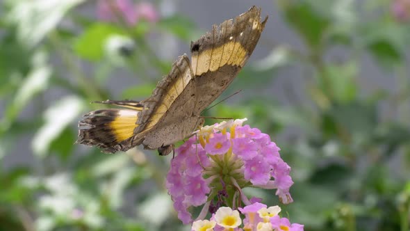 Monarch Butterfly sitting on pink flower blossom and working,macro close up alt