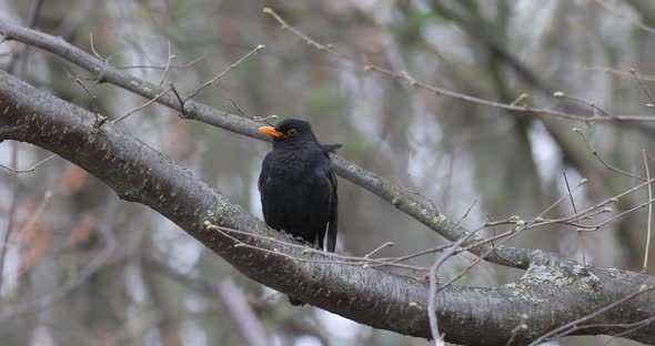 Male of Common blackbird in nature alt