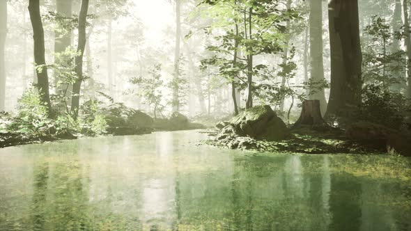 Sunrise with Sunbeams Through the Forest By the Lake alt