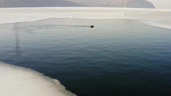 The Far Eastern Seal Emerges From Under the Water Into the Hole in the Winter alt
