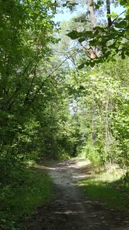 Vertical Video of Summer Forest By Day alt