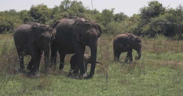 Close Up of Elephant Family with a Newborn Baby Elephant in a National Park of Sri Lanka