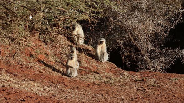 Vervet Monkeys Basking In The Sun alt